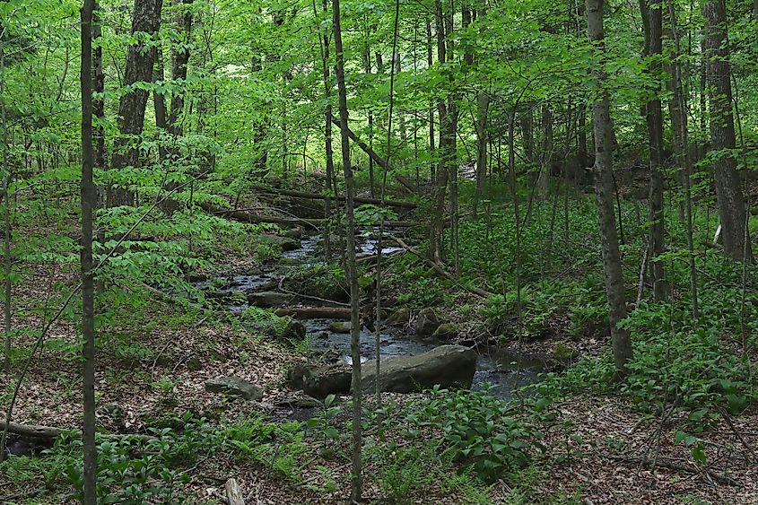 Pleasant Valley Wildlife Sanctuary, Lenox, Massachusetts