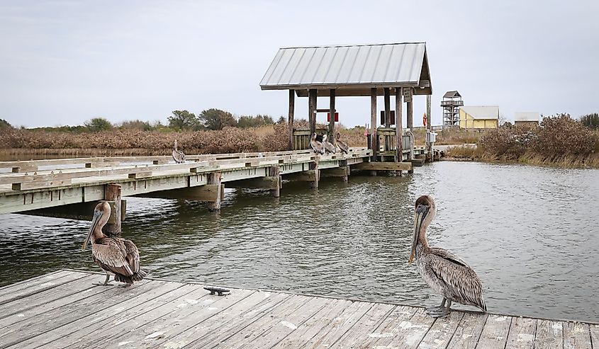 Brown pelicans at Grand Isle State Park.