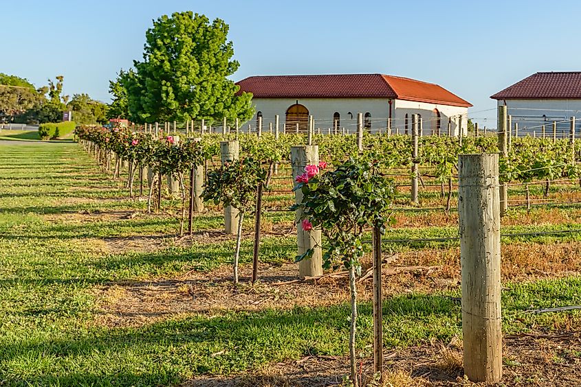 Vineyards at Coonawarra in South Australia in spring