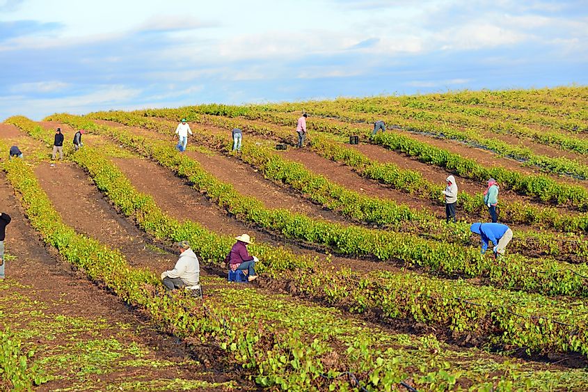 Mexican farm workers begin early to weed and trim plants in this San Joaquin Valley vineyard