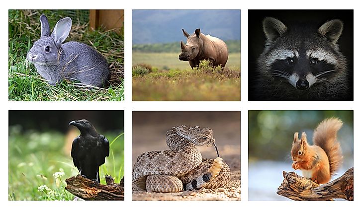 Animal Names That Begin With X - WorldAtlas Animal Names That Begin With X - WorldAtlas