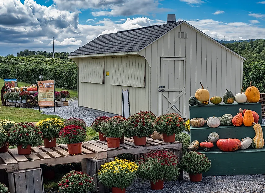 Fall flowers and pumpkins for sale at a roadside farm in Martinsburg, West Virginia.