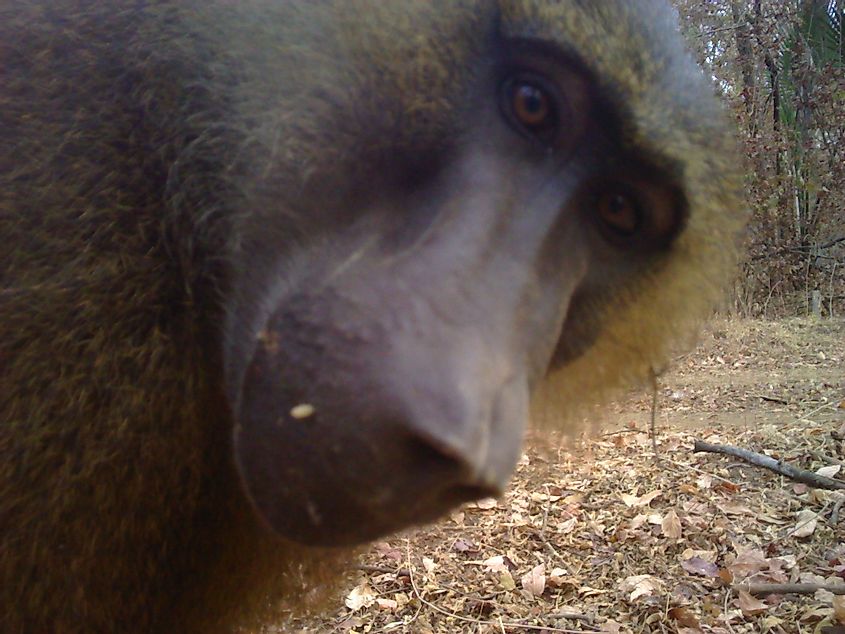 Guinea baboon in Niokolo Koba National Park - credit Panthera-Status of Leopard in West Afric