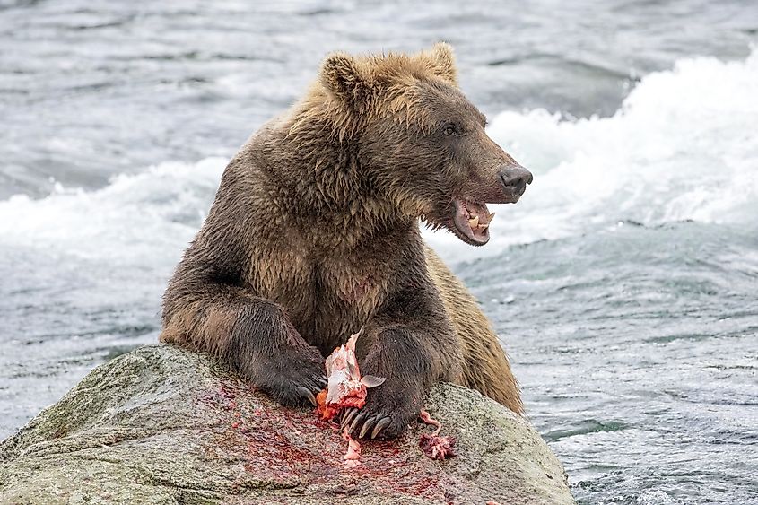Grizzly Bear eating a Sockeye Salmon at Brooks Falls, Alaska