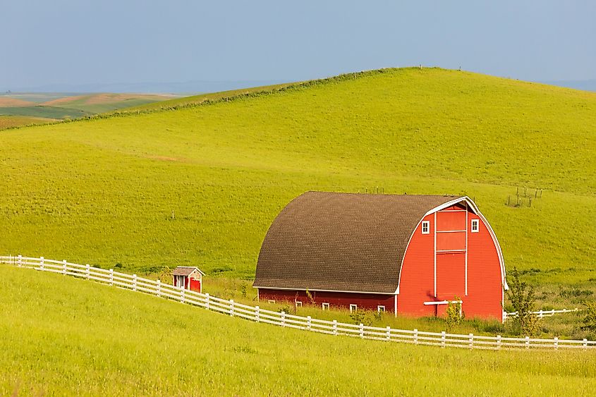 Wheat Field, Moscow, Idaho.