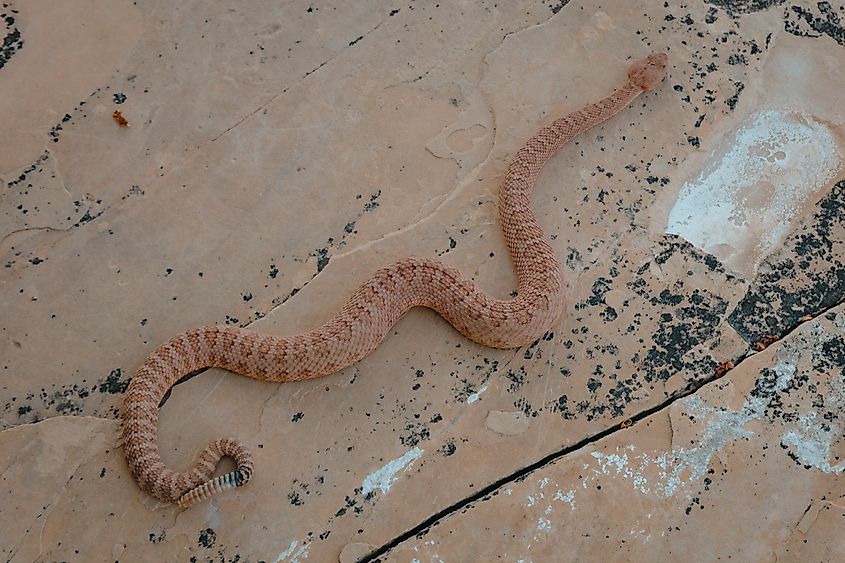 Crotalus abyssus (Grand Canyon Rattlesnake)