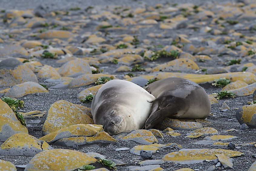 Heard Island seals