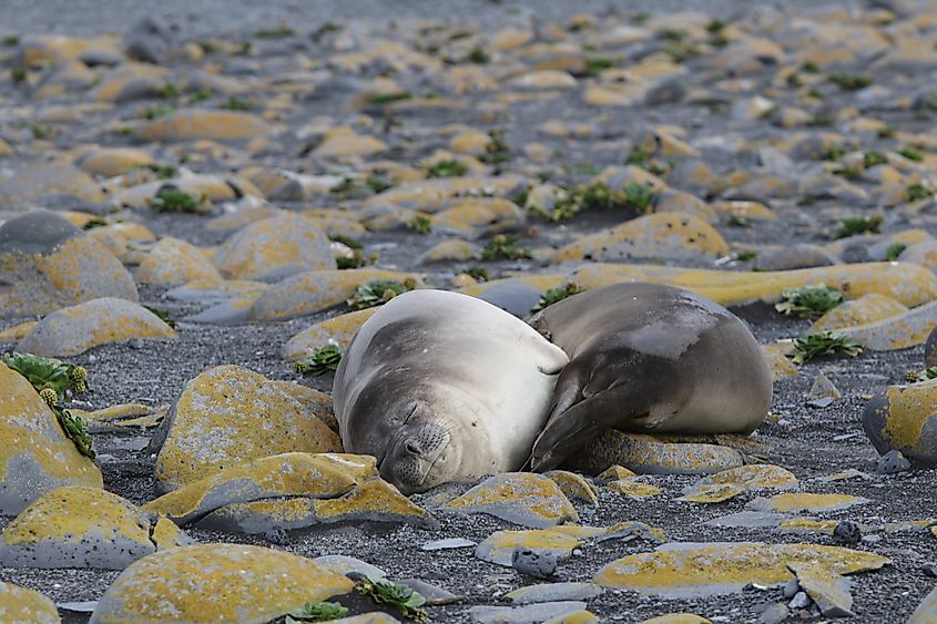 Heard Island seals