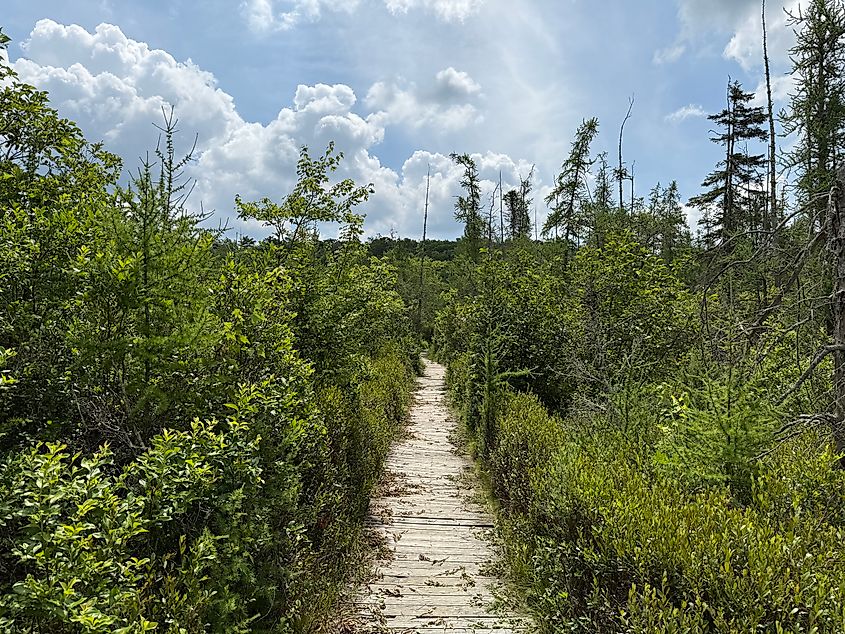 Boardwalk within the Tannersville Cranberry Bog.