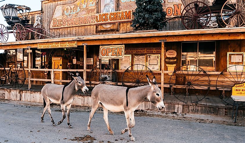 Wild donkeys in Oatman, Arizona. Image credit Jon Chica via Shutterstock