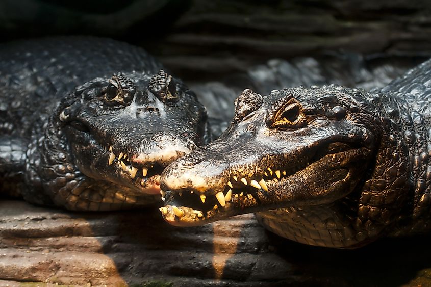 The Most Dangerous Animals Of The Amazon Rainforest Worldatlas