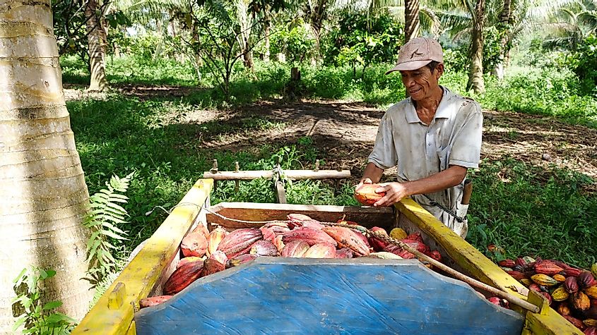 Farmers in the remote areas of Gorontalo, Indonesia are harvesting cocoa. 
