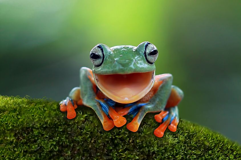 Gliding frog is an example of ectothermic species