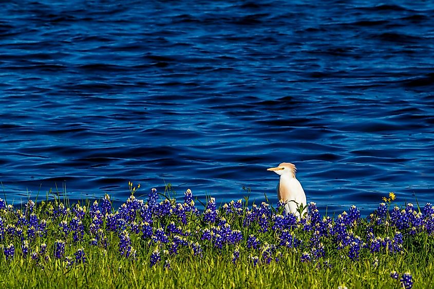 Cattle egret in lake travis