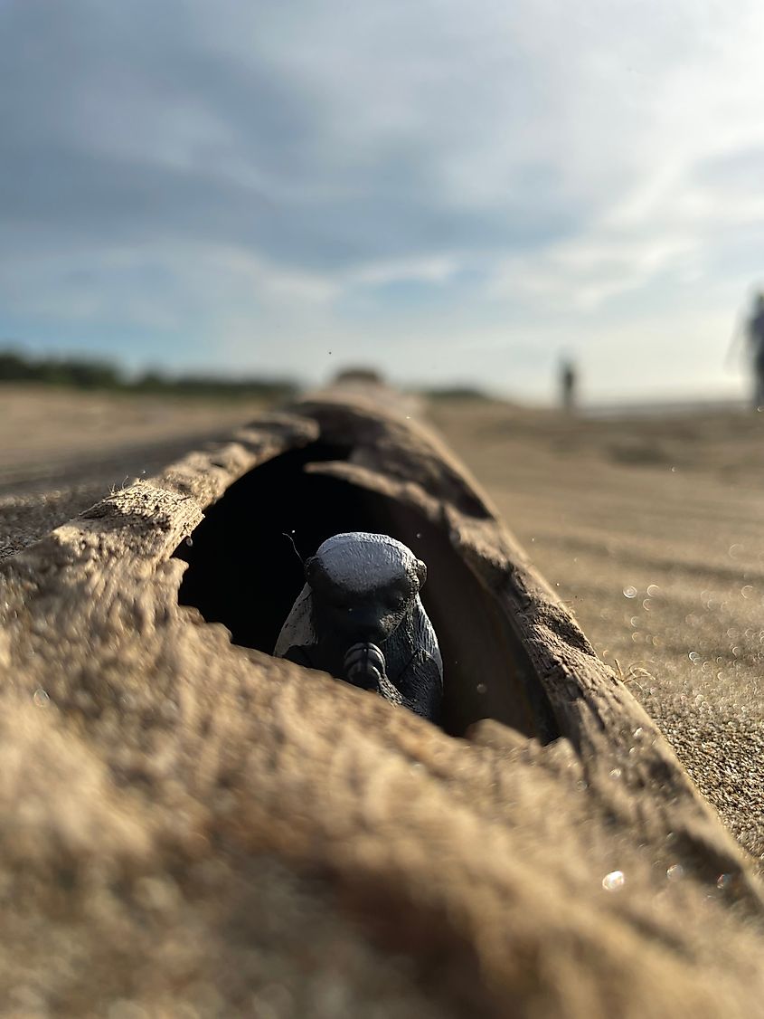 A honey badger at home in driftwood. Via Shutterstock / Supercorgi