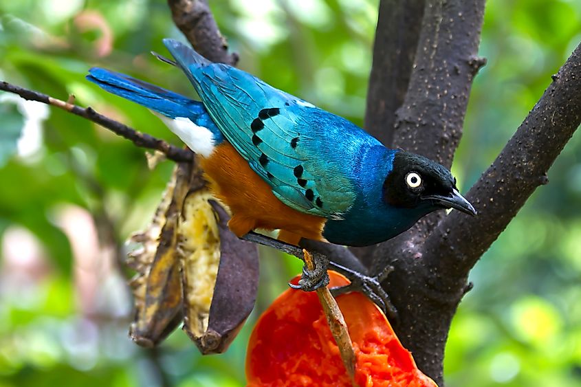 Bird in gunung mulu