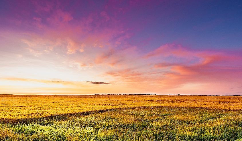 Sunrise of magenta clouds and deep blue sky over a North Dakota golden wheat field