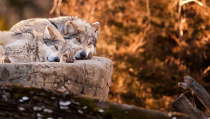 Which Animals Are Actually Monogamous? - WorldAtlas