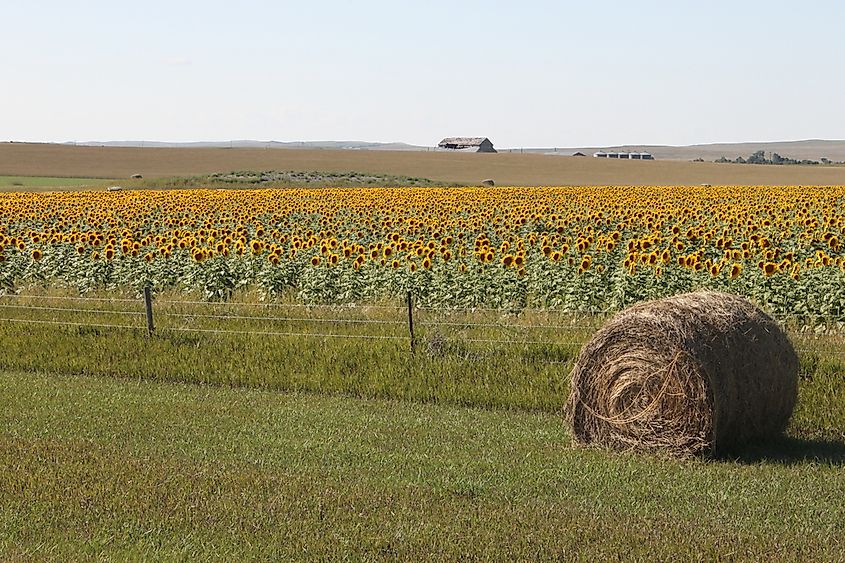 A sunflower field in South Dakota.