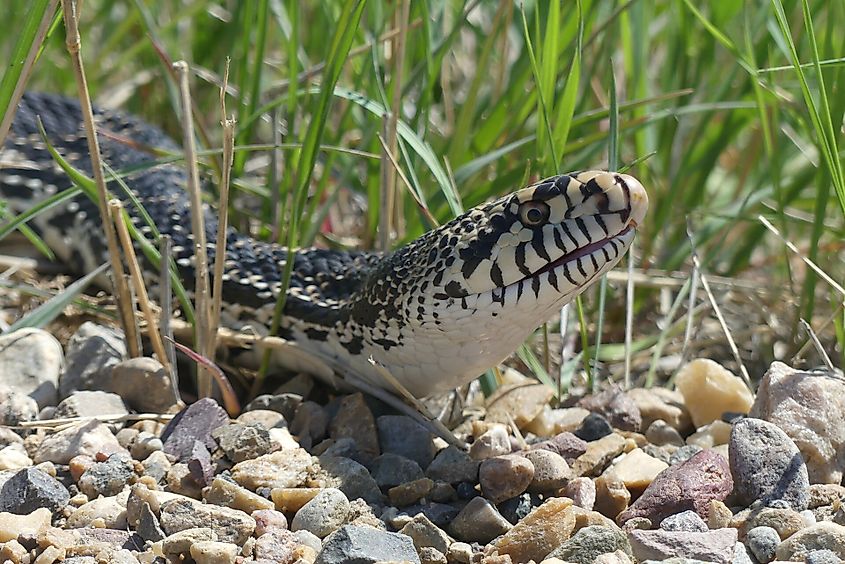 Bullsnake