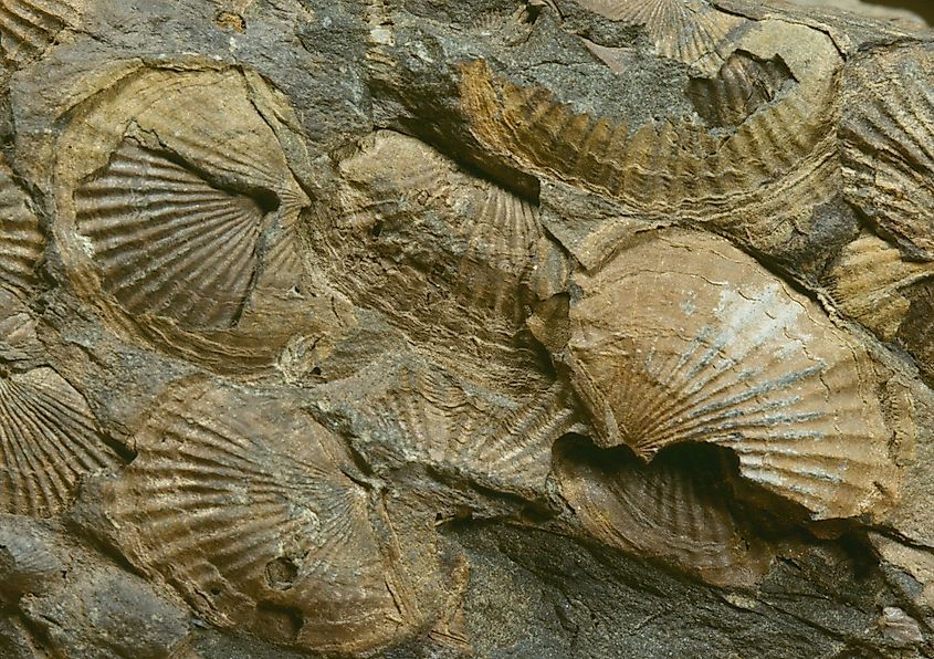 A brachiopod fossil.