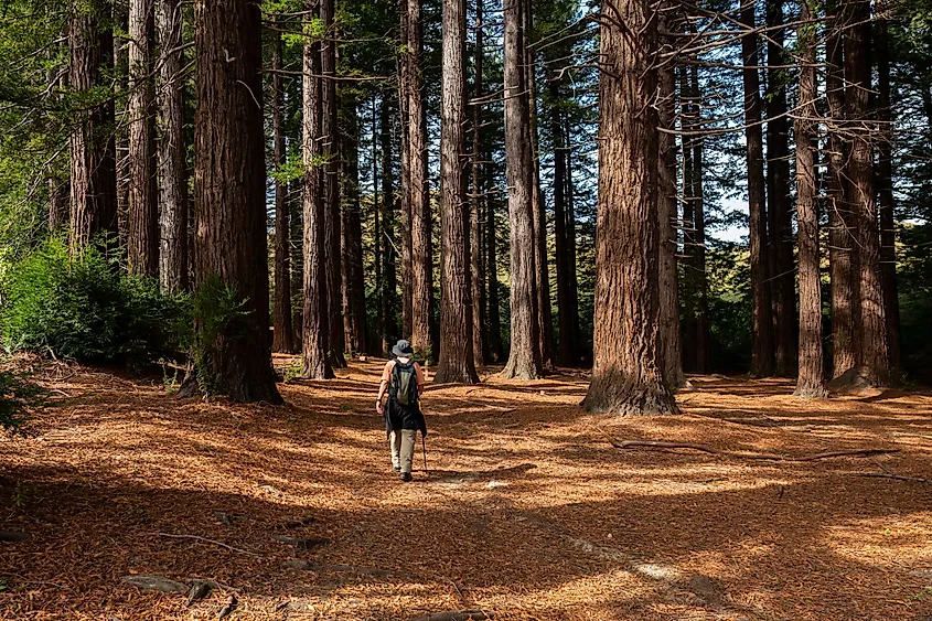 Man hiking in the redwood forests of Te Mata Park by Havelock North, New Zealand.