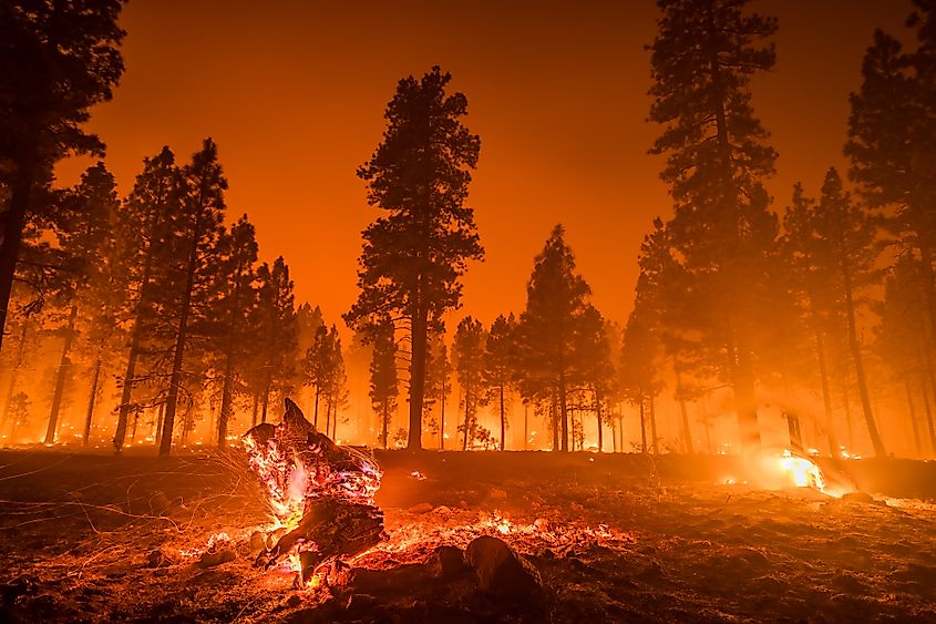 Wildfires are often started by people and destroy vast tracts of forest land.