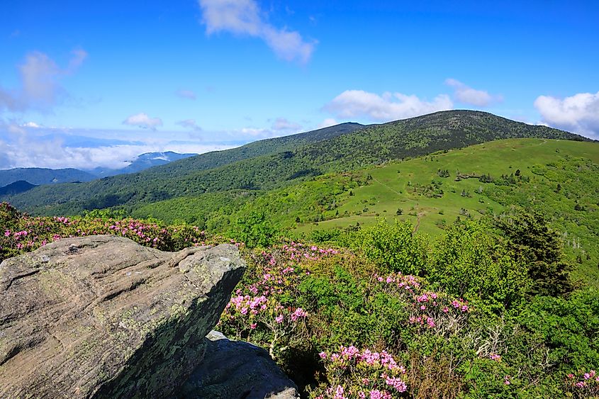 The Roan Mountain Highlands in spring.
