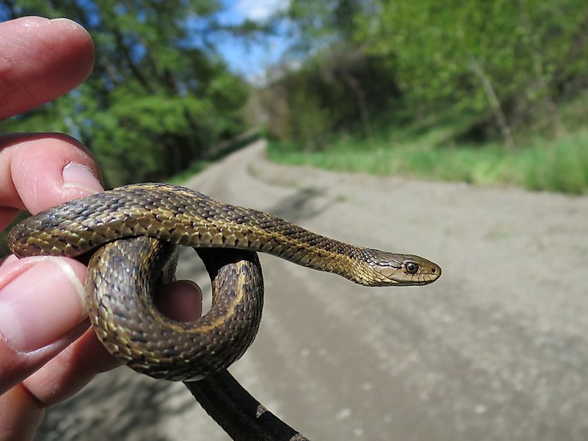 Western Terrestrial Garter Snake - Thamnophis elegans.