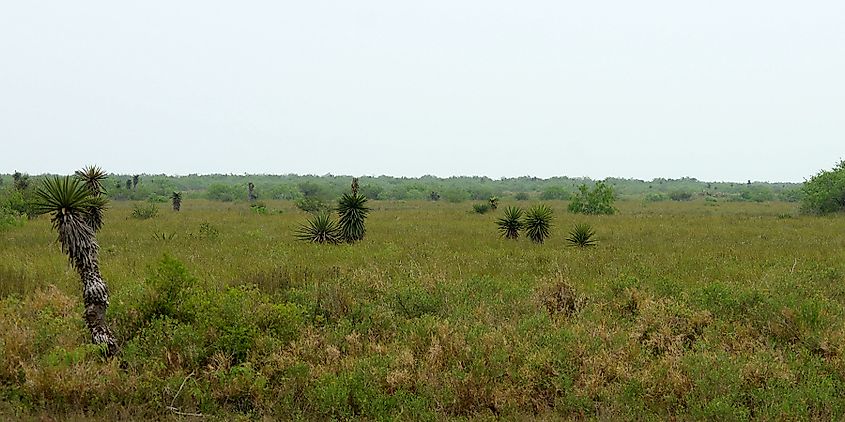 Spanish Dagger (Yucca treculeana) at Laguna Atascosa National Wildlife Refuge, Cameron County, Texas, 