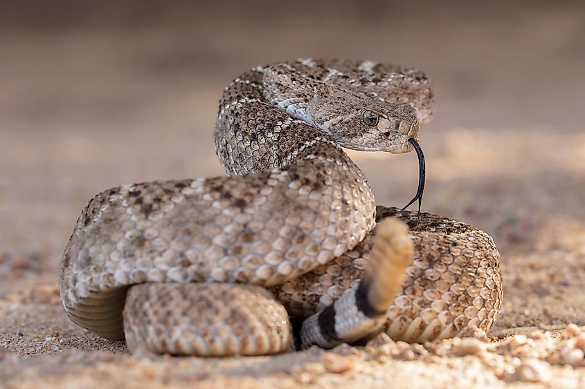 Western Diamondback Rattlesnake (Crotalus atrox).