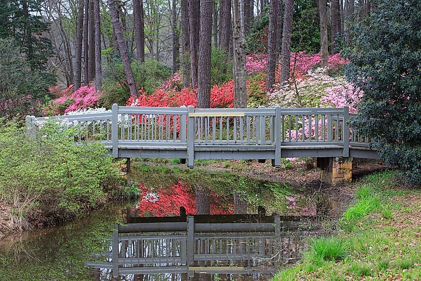 Pedestrian bridge at the Azalea Overlook at Callaway Gardens, an award-winning travel destination in the foothills of the Appalachian Mountains, Pine Mountain, Georgia.