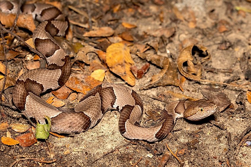 An eastern copperhead coiled in brown leaf litter