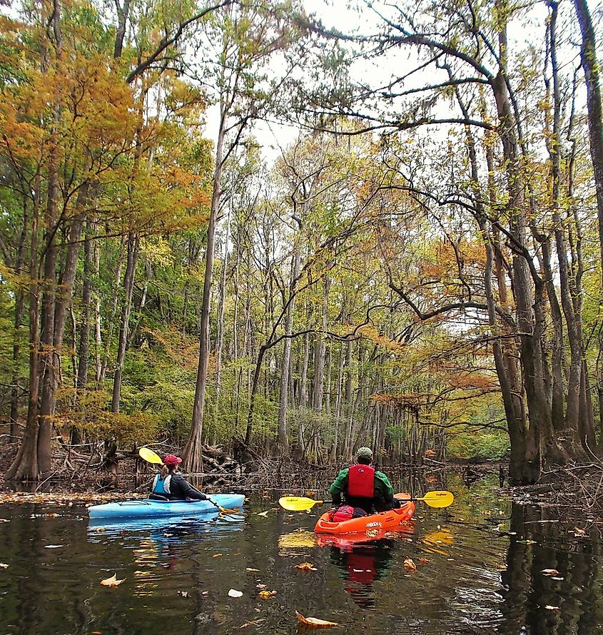 Kayakers paddle on Cedar Creek.