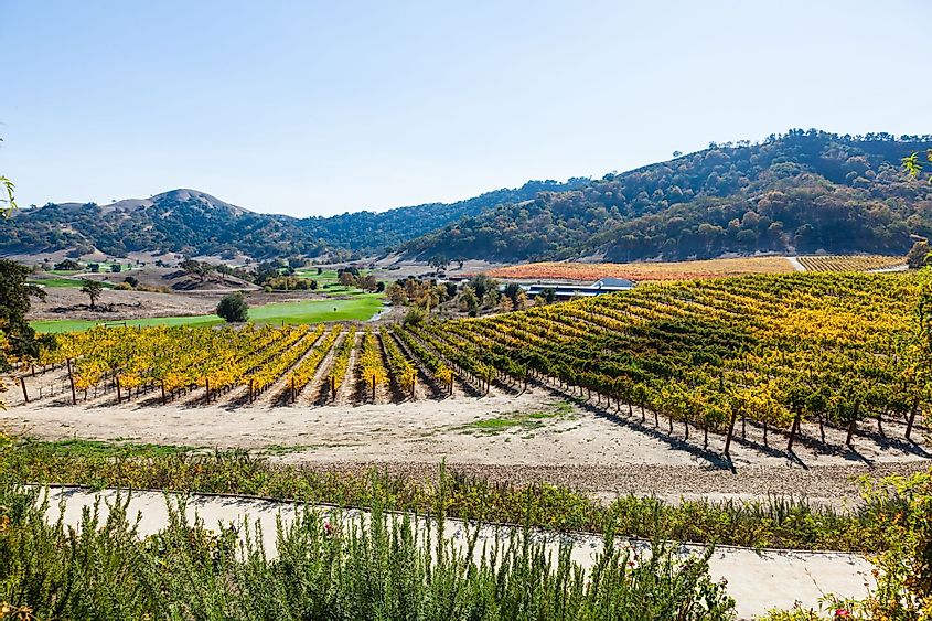 Colors of autumn in a vineyard in Santa Clara Valley, California