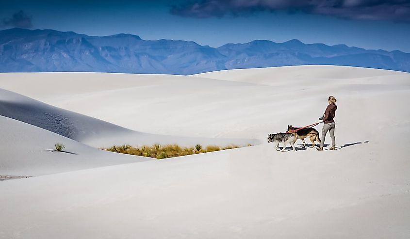  A blonde-haired woman photographer walks two German Shepards on the gypsum dunes at White Sands National Monument in New Mexico.