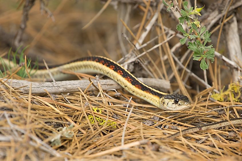 A valley garter snake (Thamnophis sirtalis fitchi) in duff. 