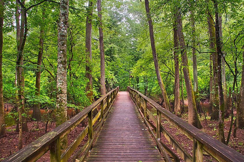 Boardwalk through the lush forest of the Congaree National Park.