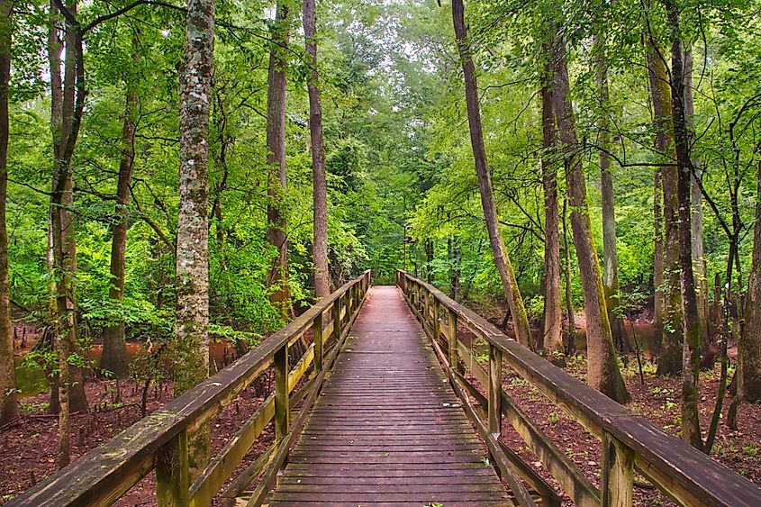 Boardwalk through the lush forest of the Congaree National Park.