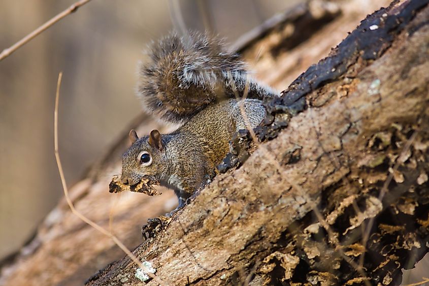 An Eastern gray squirrel at the Overton Park in Tennessee.