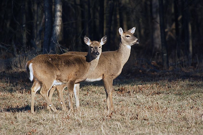 A pair of white tailed deer.