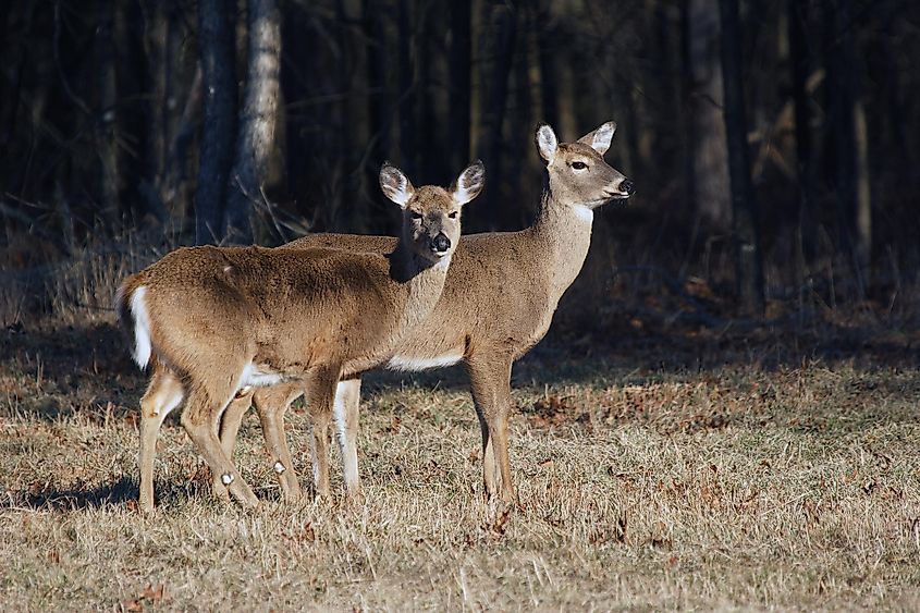 A pair of white tailed deer.
