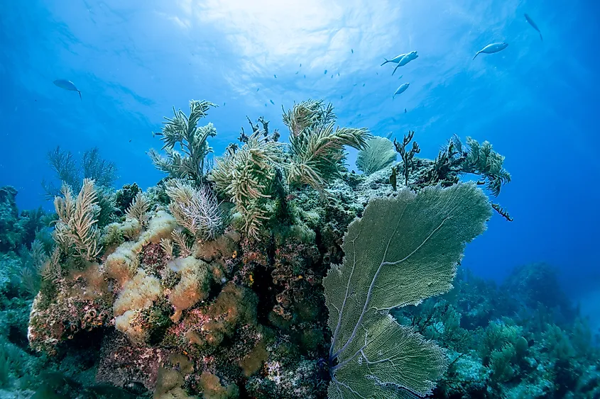 Beautiful corals in the Florida Keys.