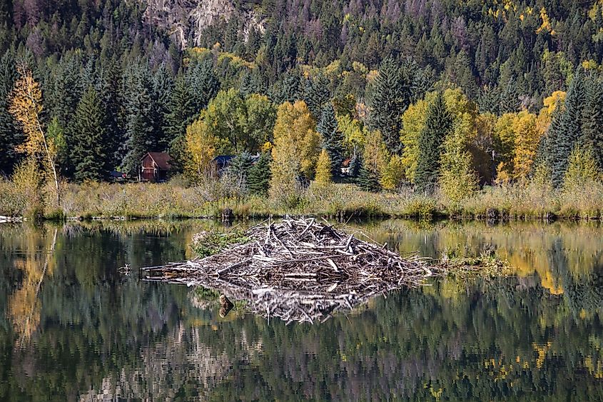 Beaver lodge, Estes Park.