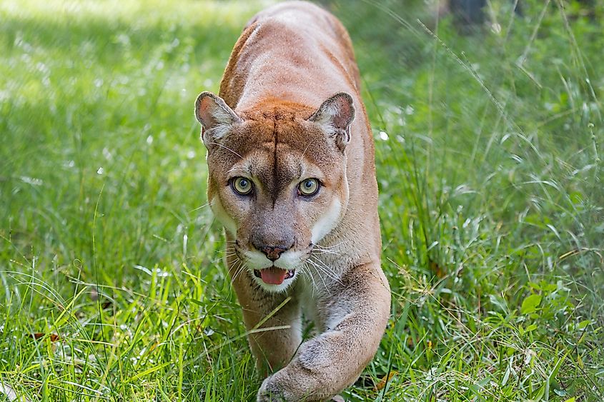 Florida panther on the prowl.