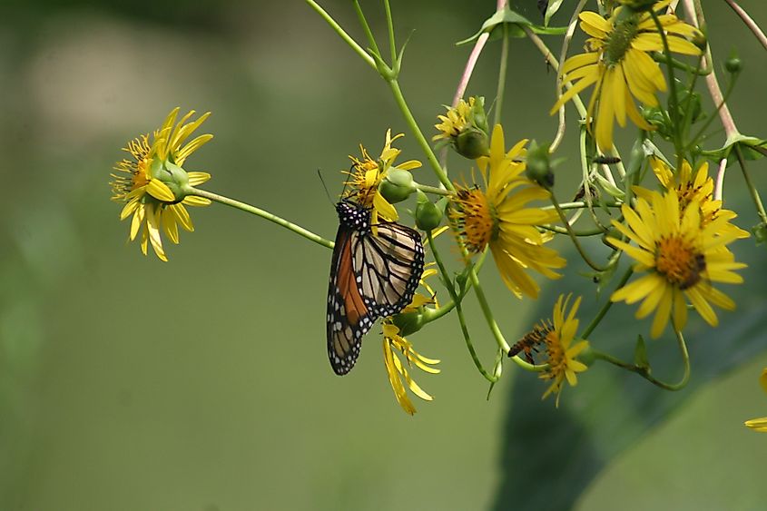 butterfly in Forest Park, St. Louis