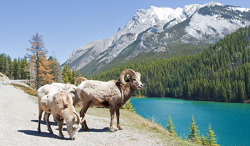 Mountain Bighorn Sheep on Lake Minnewanka, Alberta, Canada