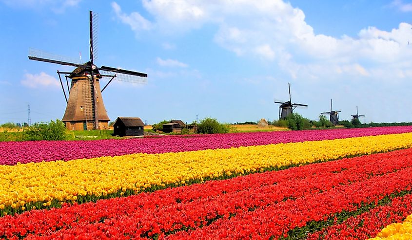 Tulip fields in the Netherlands