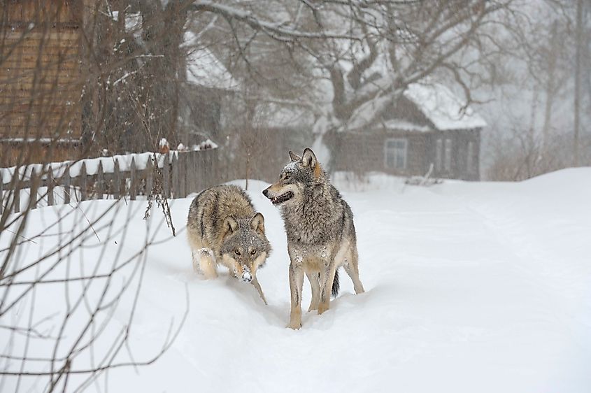 Chernobyl wildlife