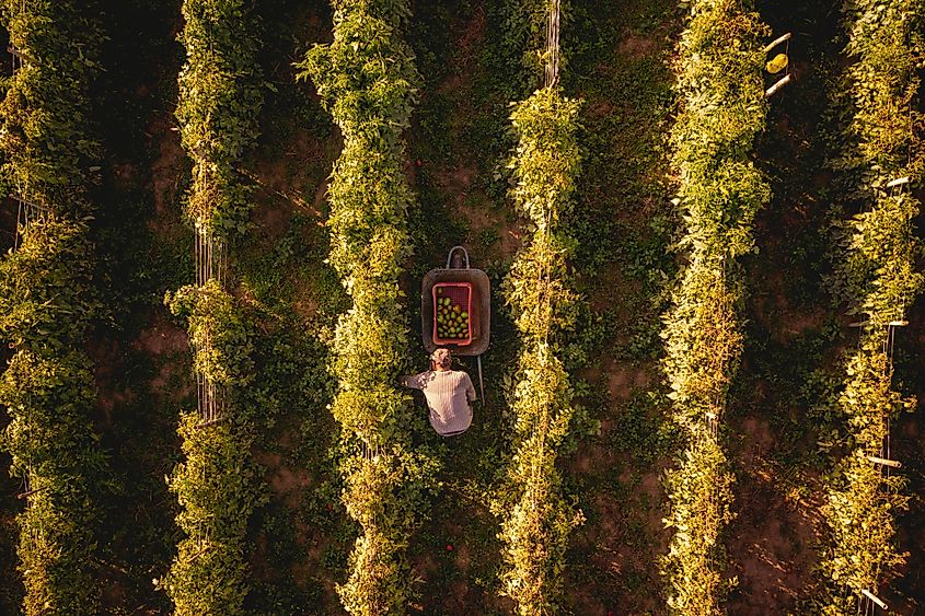 Pittston tomato plantation
